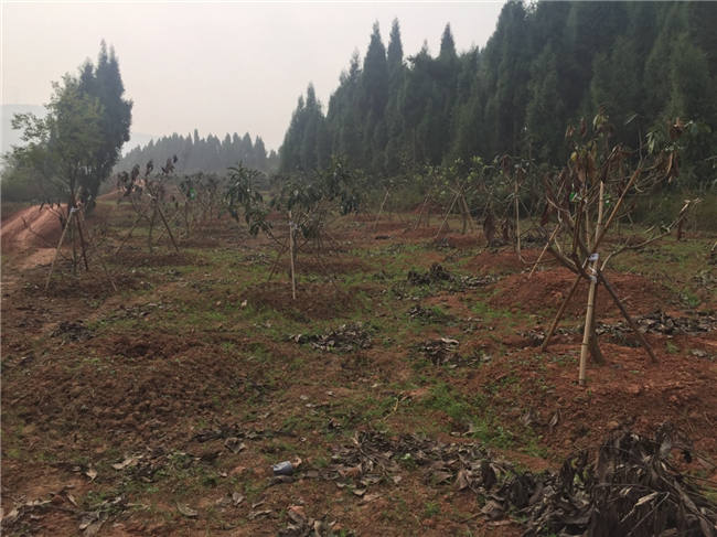 我公司植保團隊老師再次來到德陽生態農業基地進行售后跟蹤指導