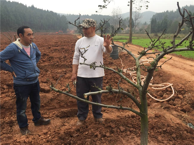 我公司植保團隊老師再次來到德陽生態農業基地進行售后跟蹤指導