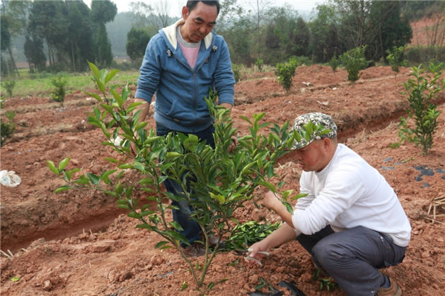 我公司植保團隊老師再次來到德陽生態農業基地進行售后跟蹤指導